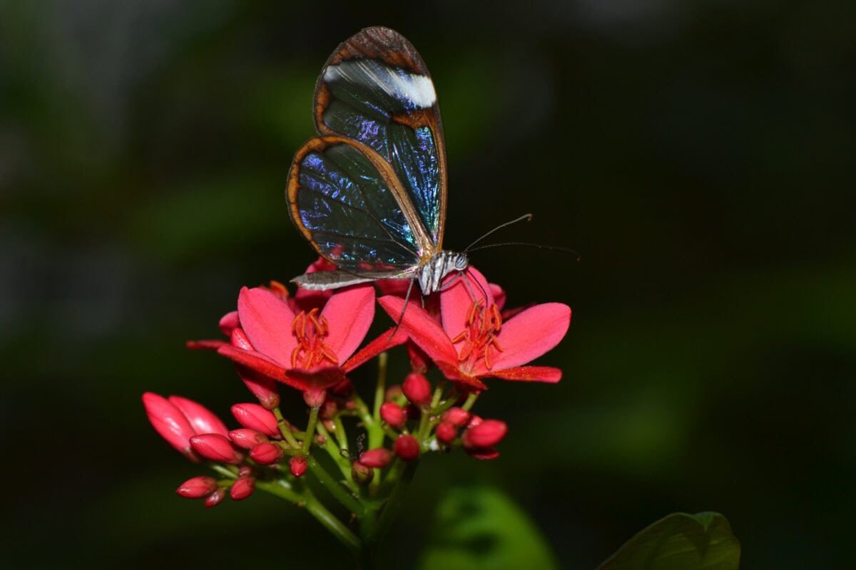 Papillon aile de verre