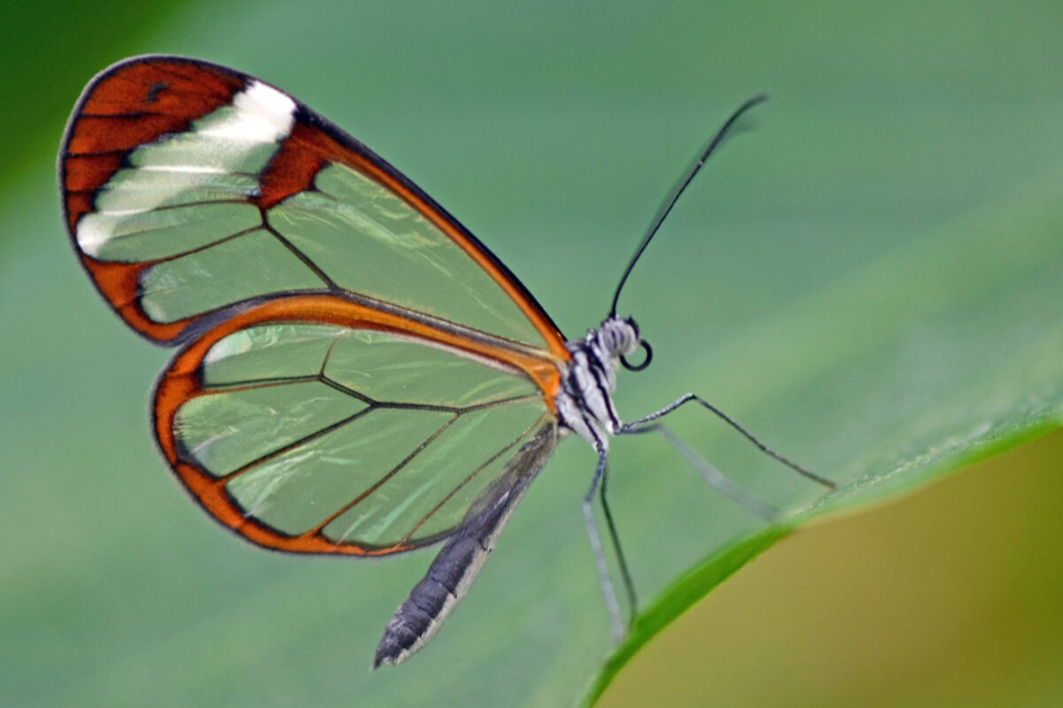 Papillon aile de verre