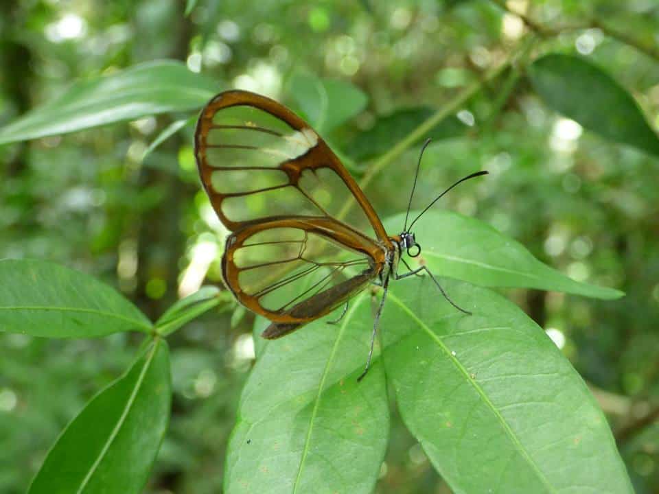 Papillon aile de verre