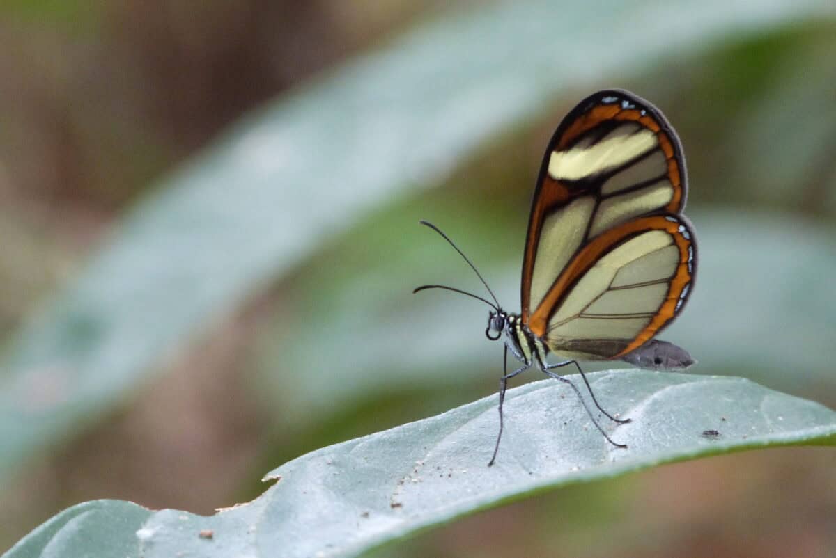 Papillon aile de verre