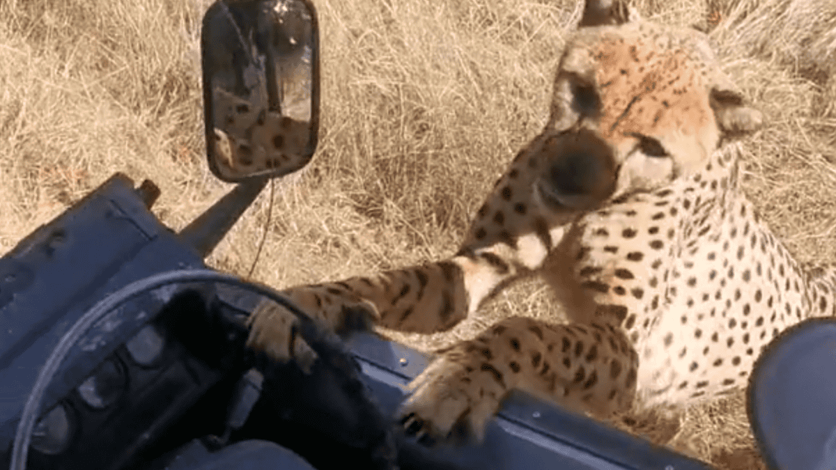le guépard miaule pour une collation