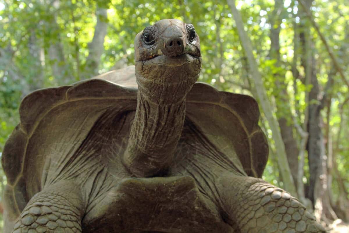 Tortue géante