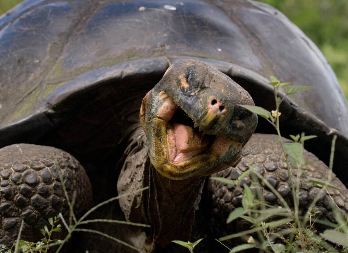 Tortue géante