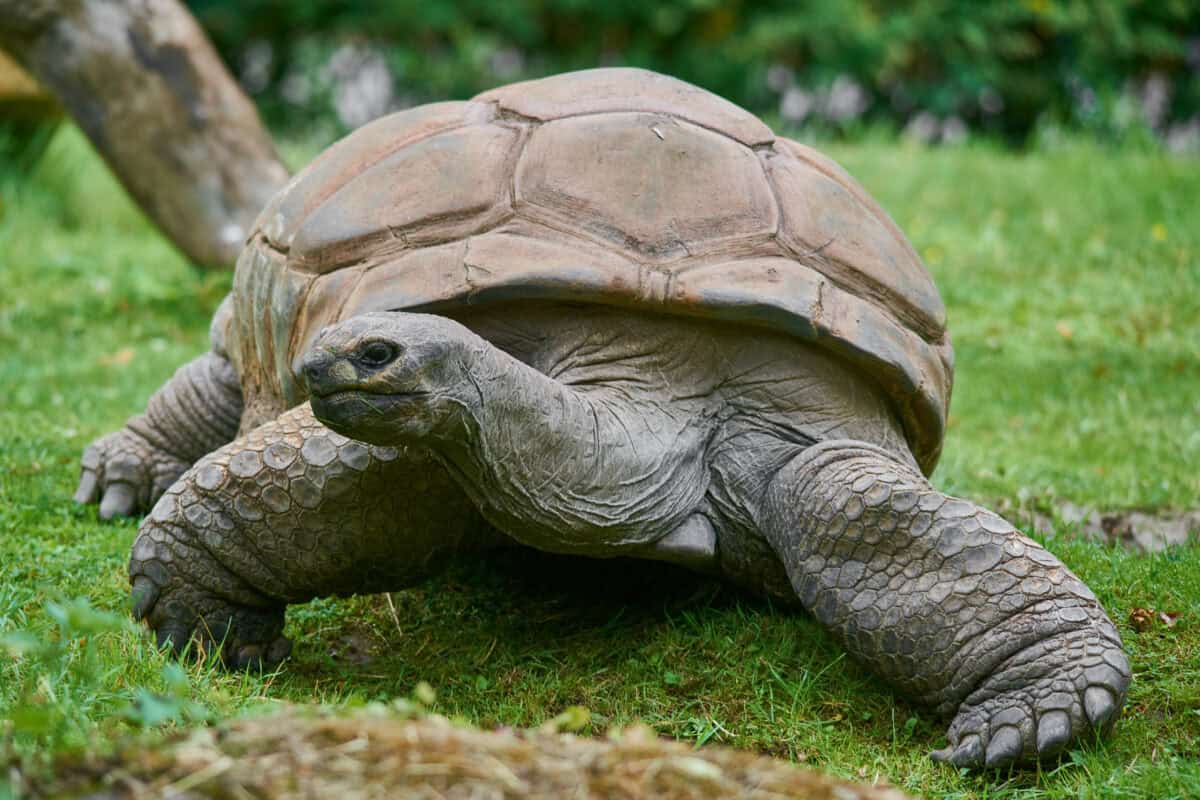 Tortue géante d'Aldabra