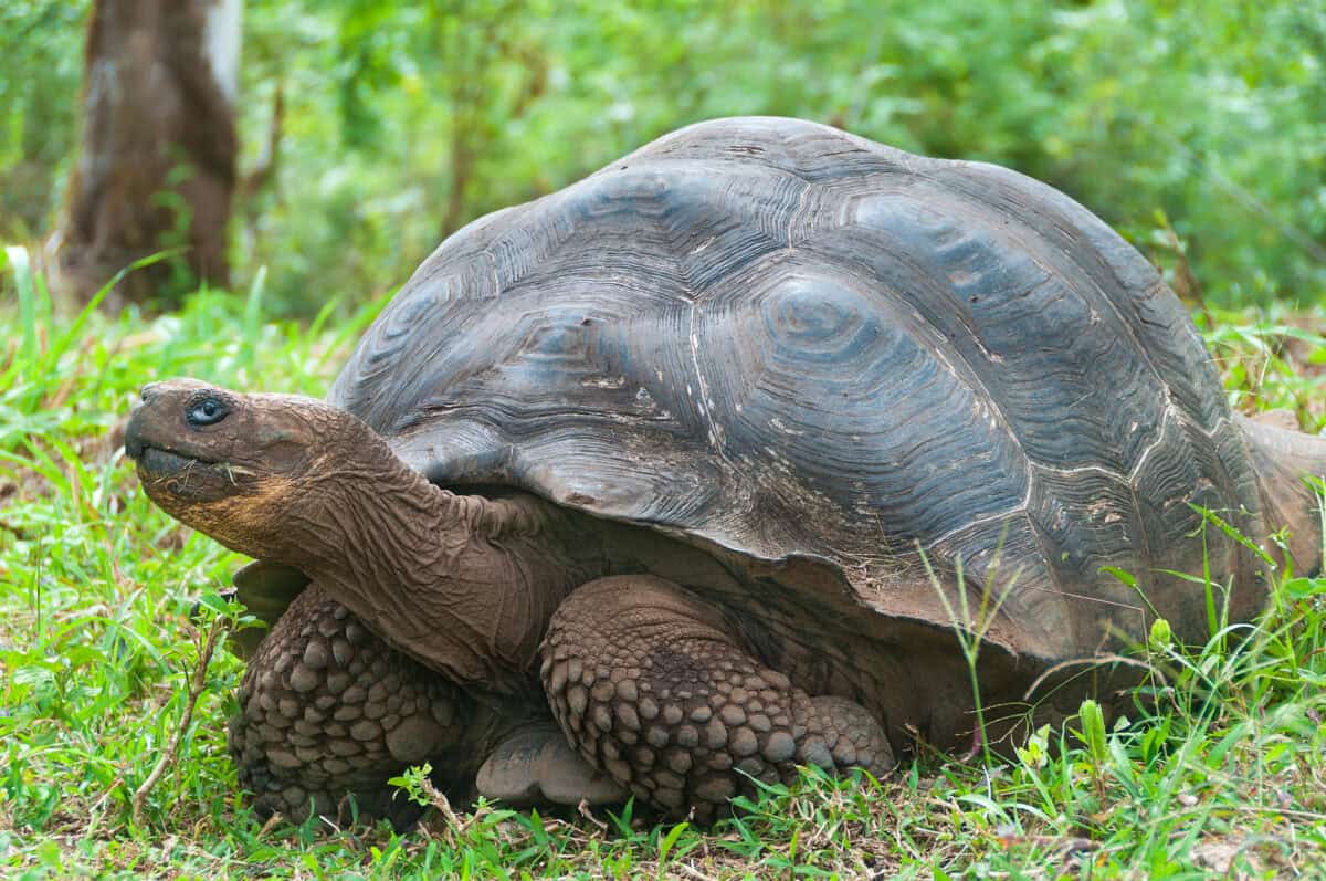Tortue géante