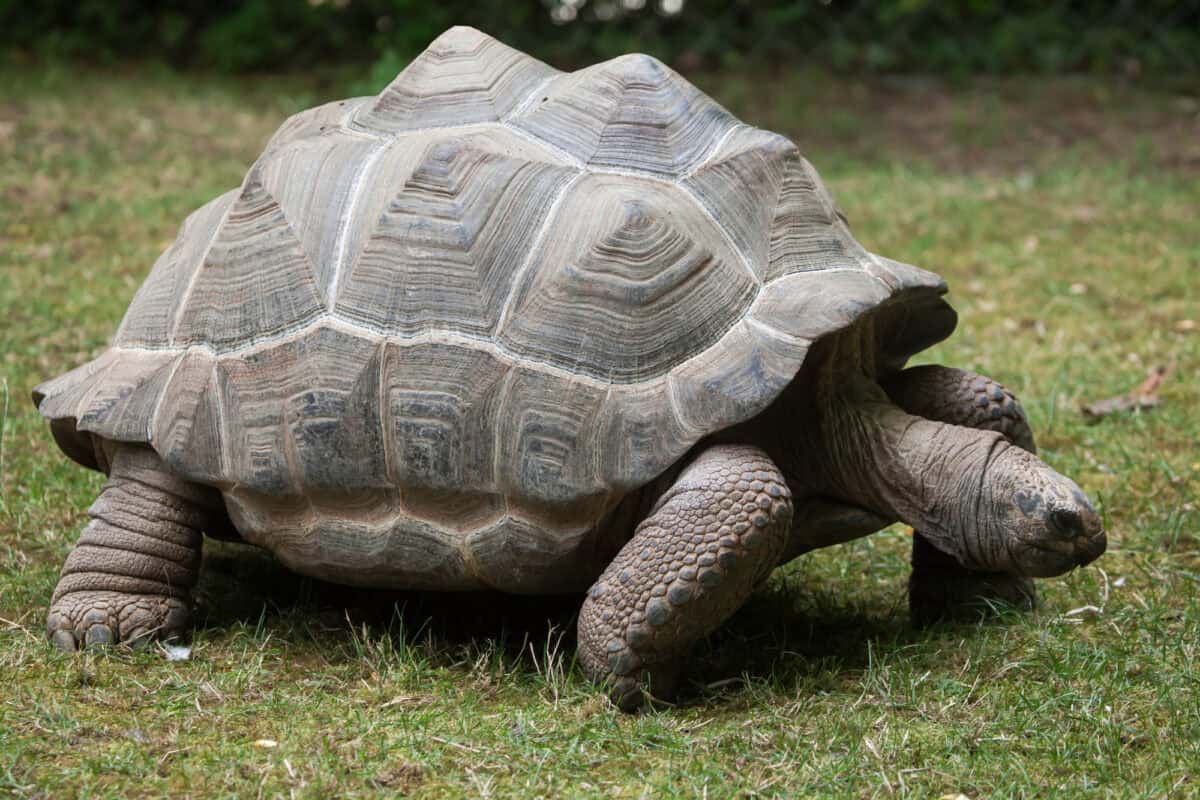 Tortue géante