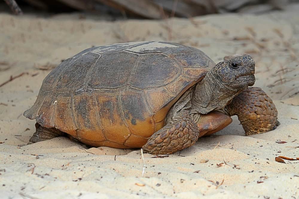 Tortue Gopher.