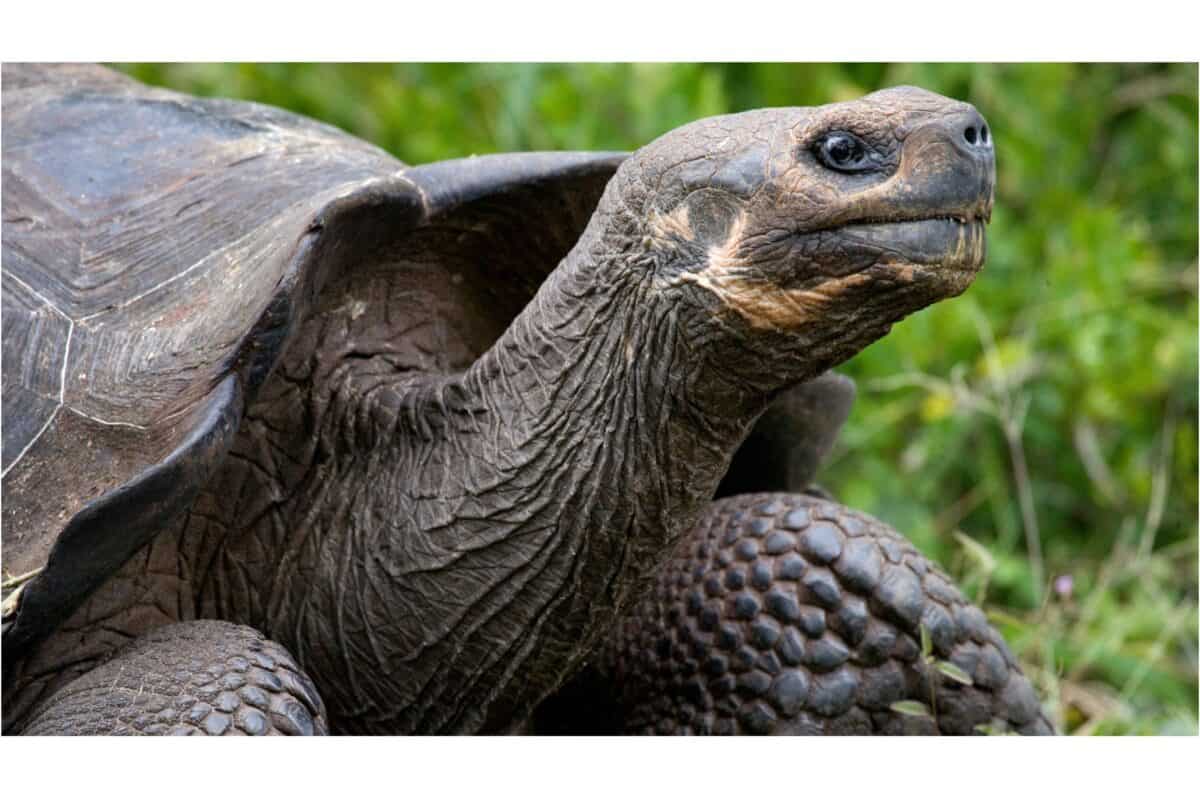 tortue géante