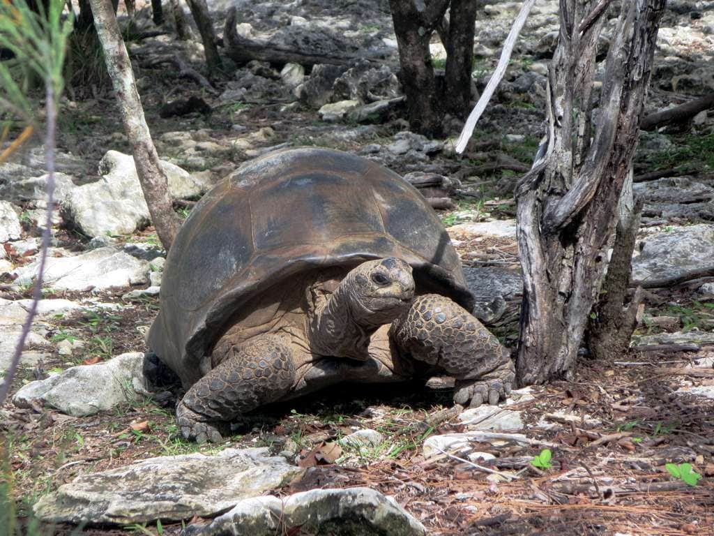 Tortues géantes