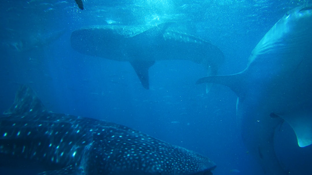 Requins : le système d'alerte précoce de l'océan (crédits image : unsplash)