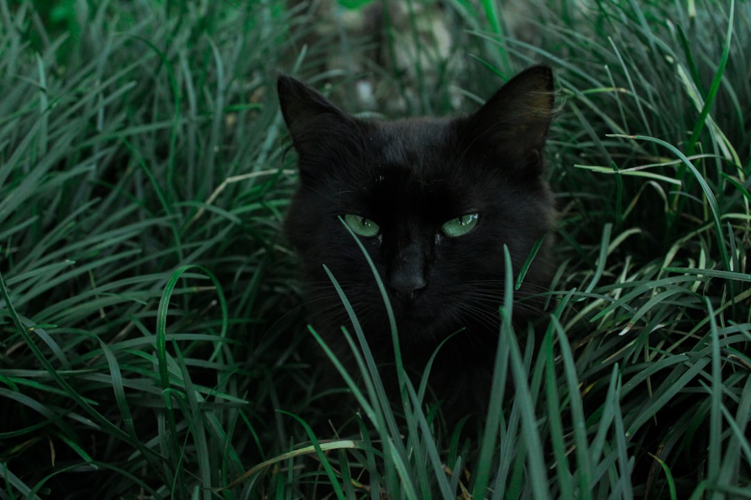 Chats : Les prévisionnistes félins (crédits image : unsplash)