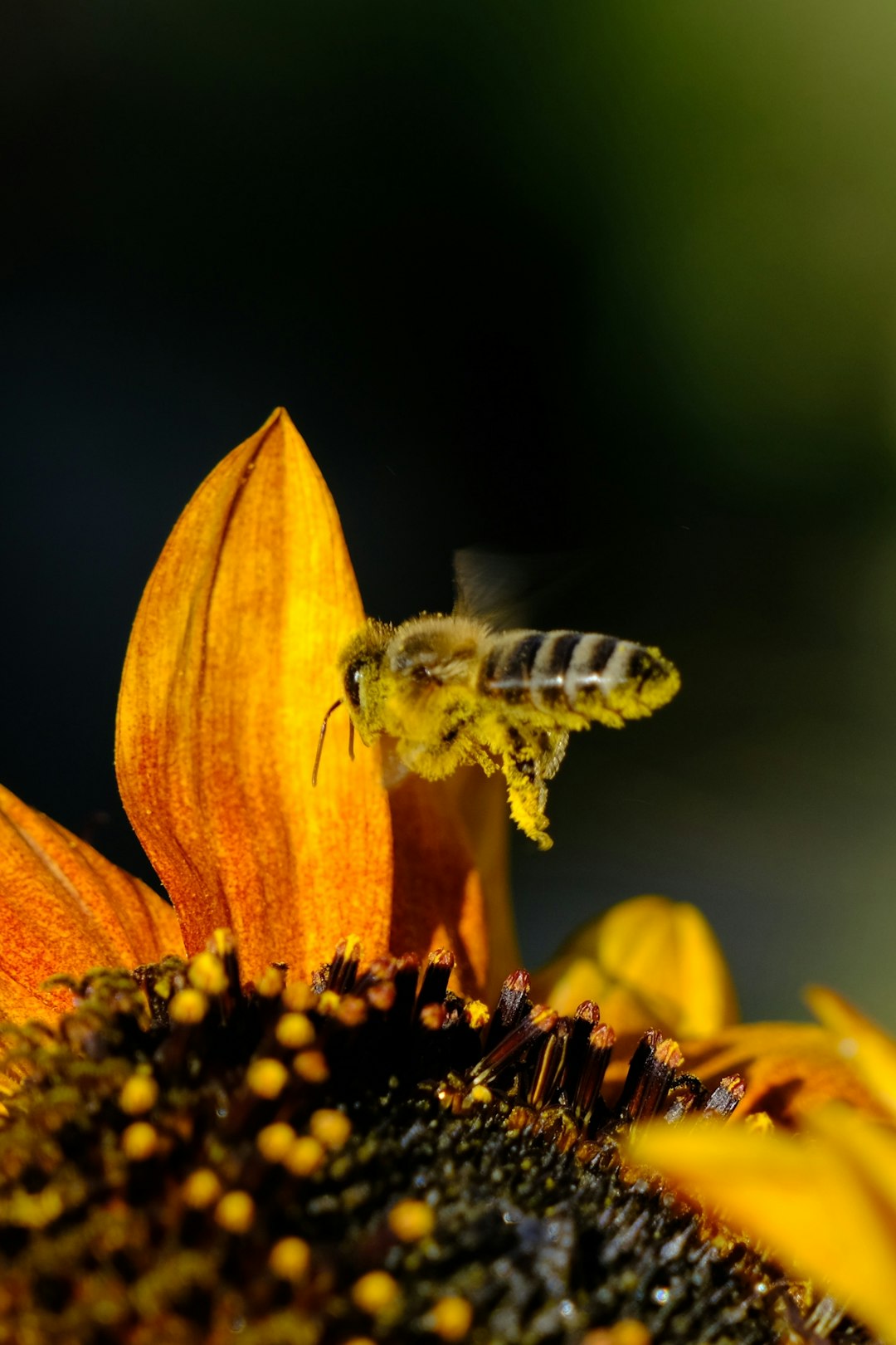 Abeilles : les baromètres bourdonnants (crédits image : unsplash)