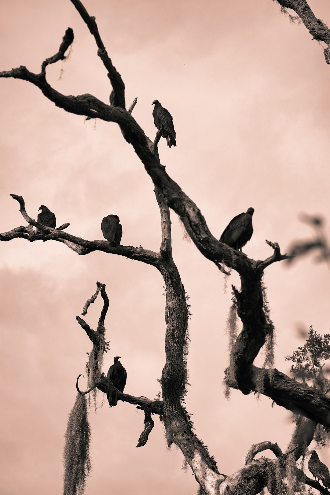 Oiseaux : le système d'alarme aérienne (crédits image : unsplash)