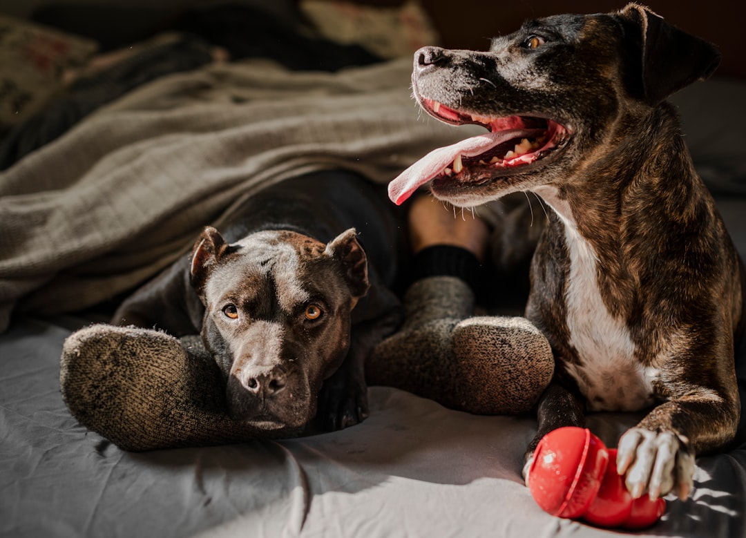 Chiens : meilleur ami de l'homme et indicateur de tremblement de terre (crédits image : unsplash)