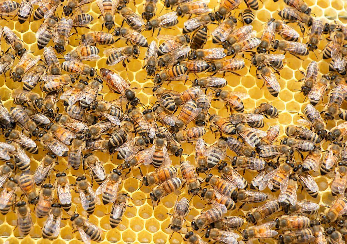 Comment les abeilles contrent les attaques de frelons