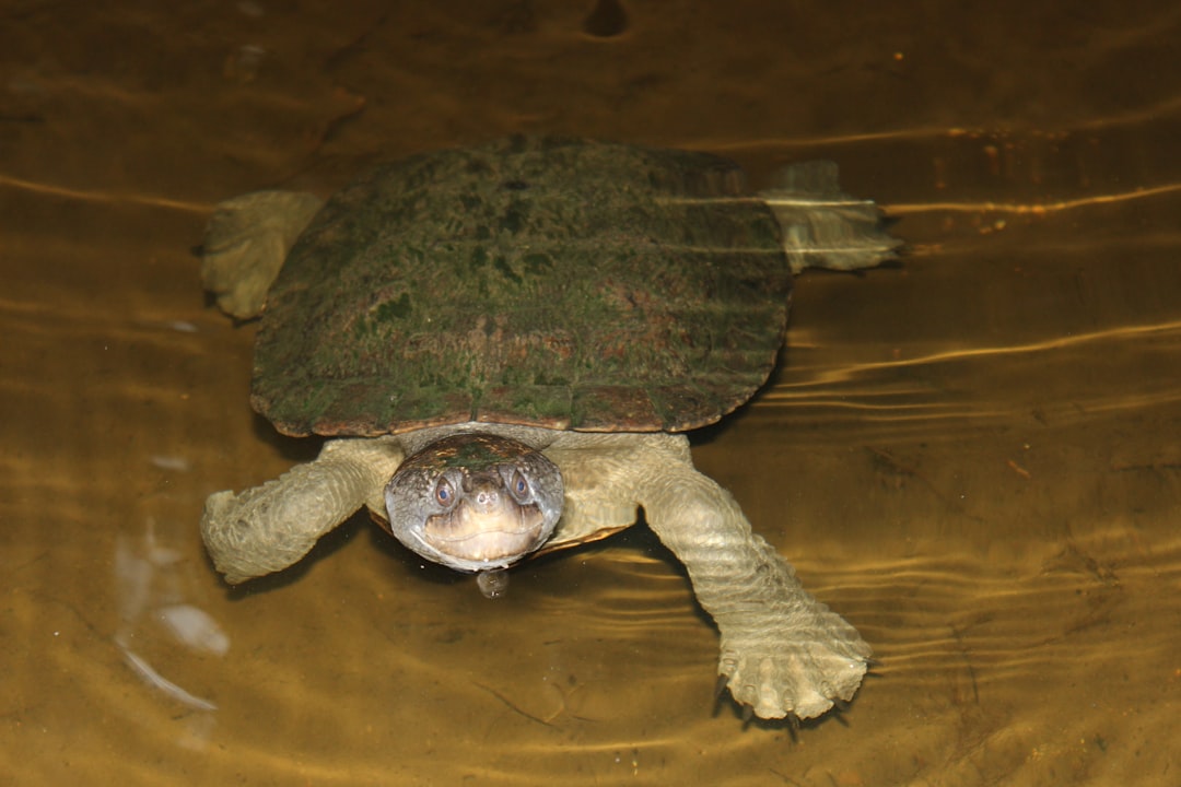 10. Tortue-boîte de l'Est (crédits image : unsplash)