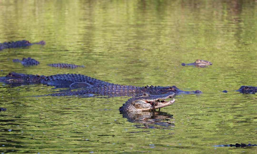 11. Alligator américain (crédits image : unsplash)