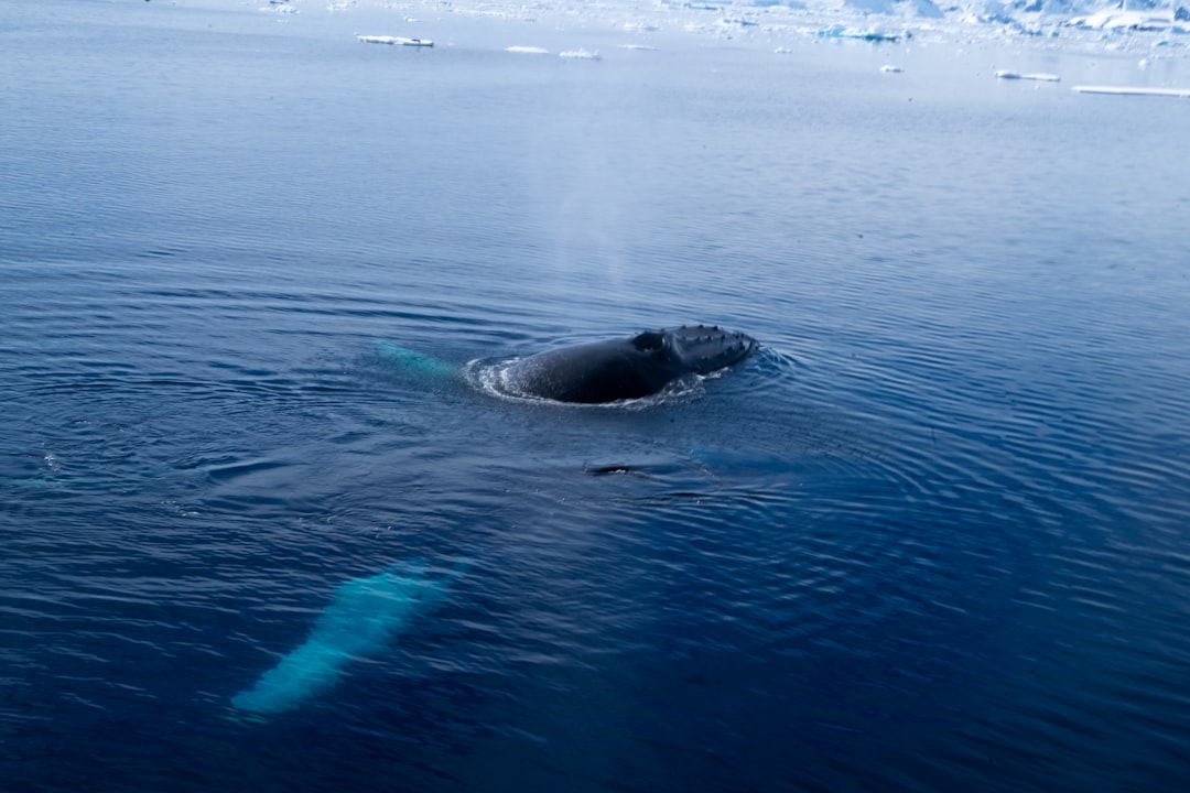 8. Baleine boréale (crédits image : unsplash)