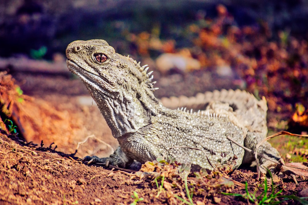 4. Tuatara (crédits image : unsplash)