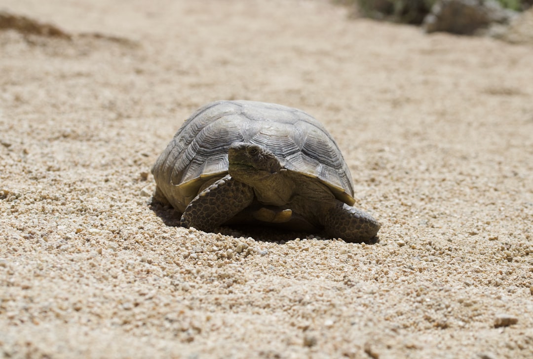 6. Tortue du désert (crédits image : unsplash)