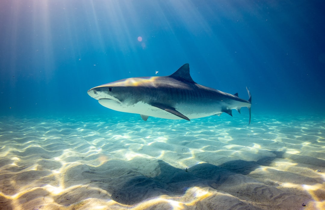 5. Requin du Groenland (crédits image : unsplash)