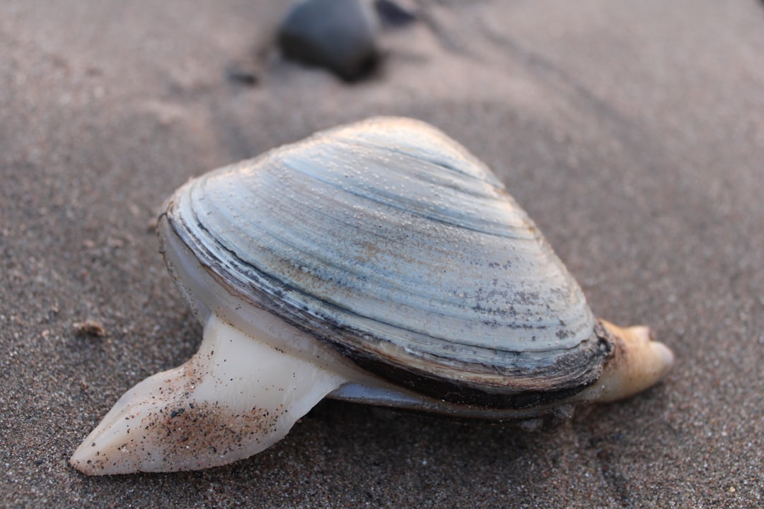 3. Quahog Clam (crédits image : unsplash)