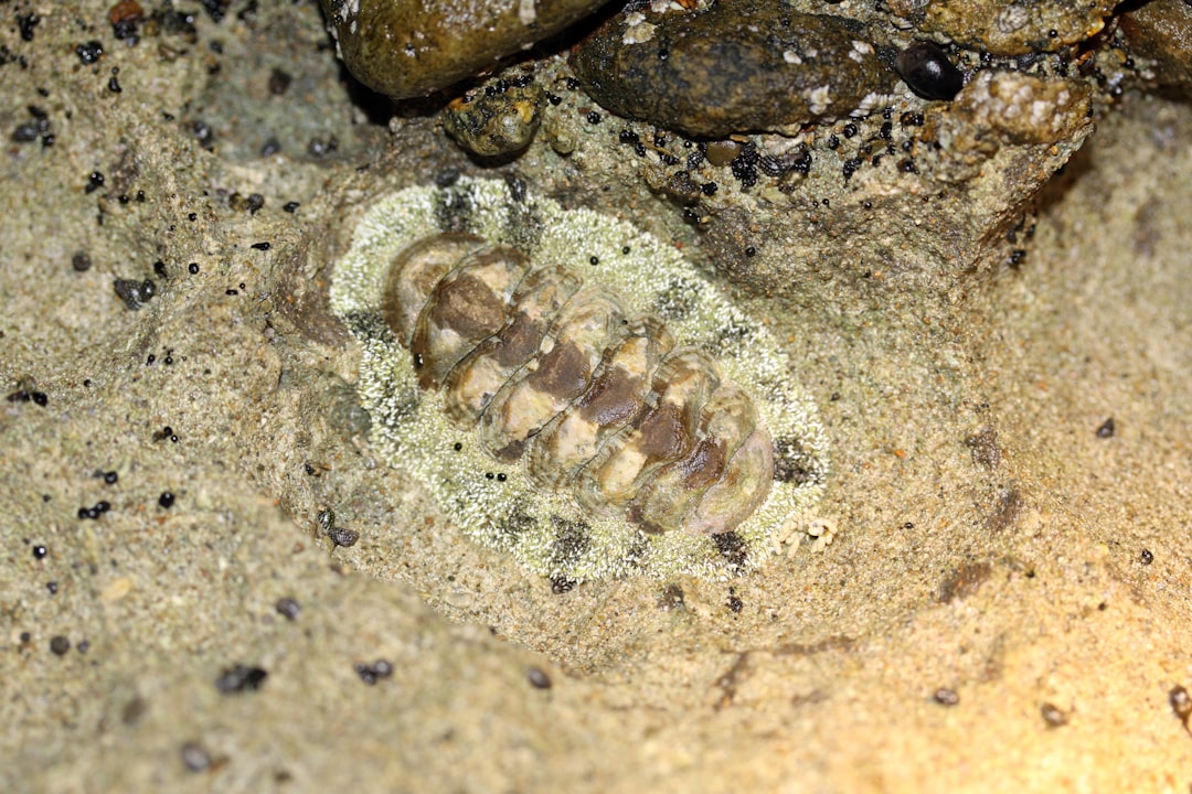 2. Chiton lobé américain (crédits image : unsplash)