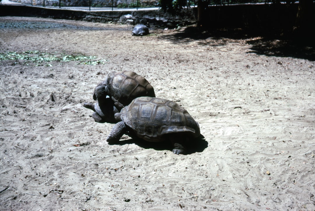1. Tortue géante d'Aldabra (crédits image : unsplash)