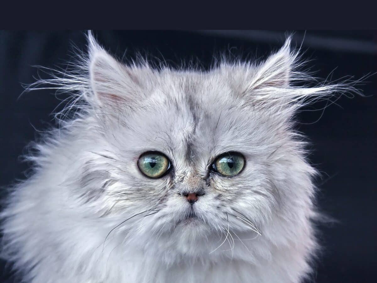 Chat persan