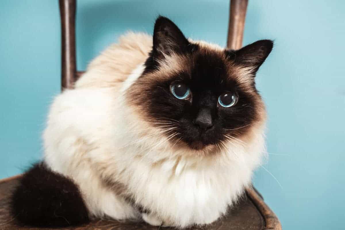 Chat Birman