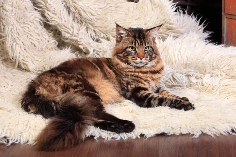 Maine Coon tigré brun