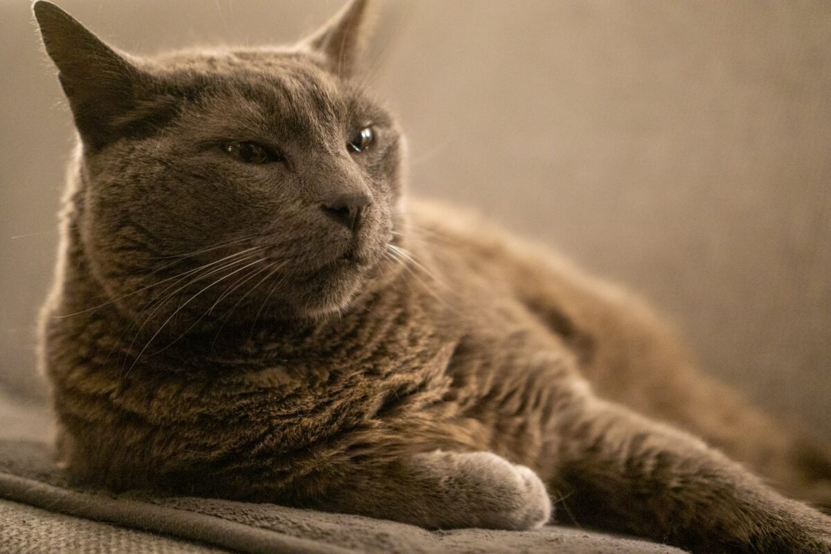 Chartreux Cat 