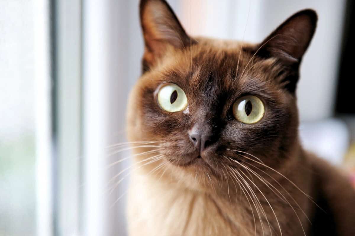 Un portrait en gros plan d'un jeune chat birman