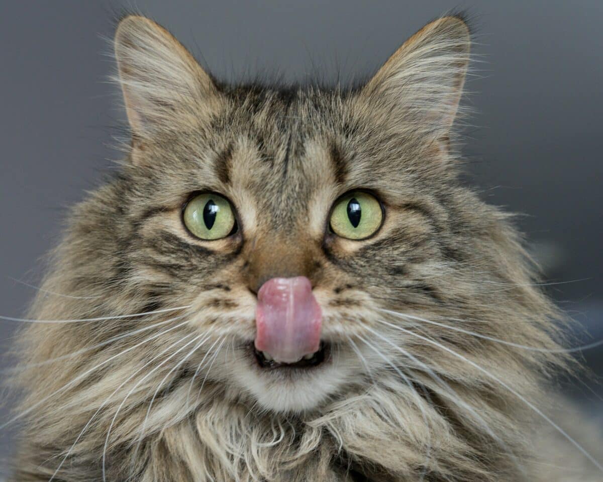 chat sibérien