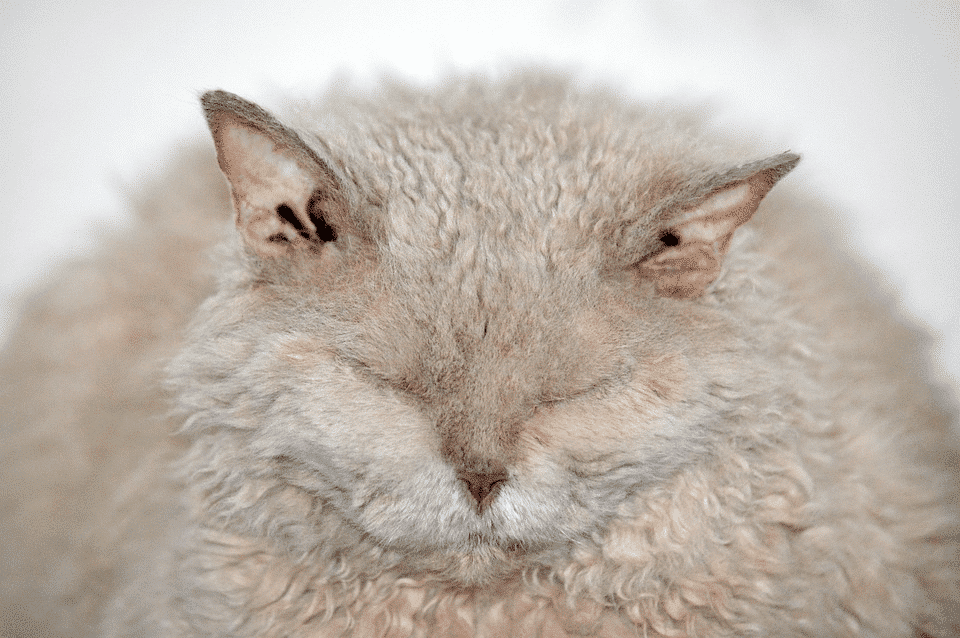 Chat Selkirk Rex