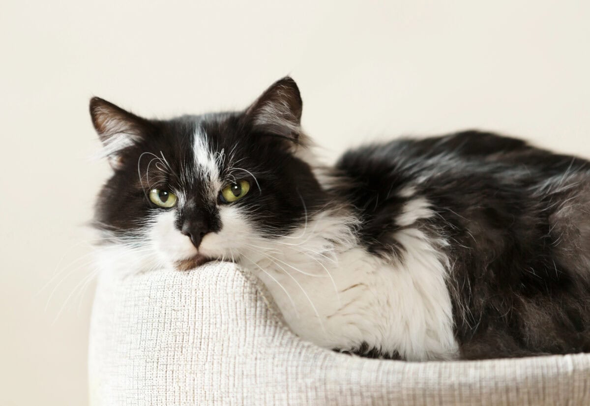 Chat noir et blanc couché dans un chat soit