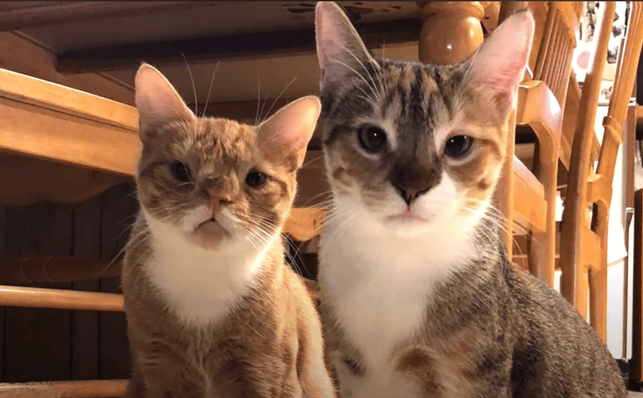 Auggie et Callio, les chats sauvés atteints du syndrome de Down.