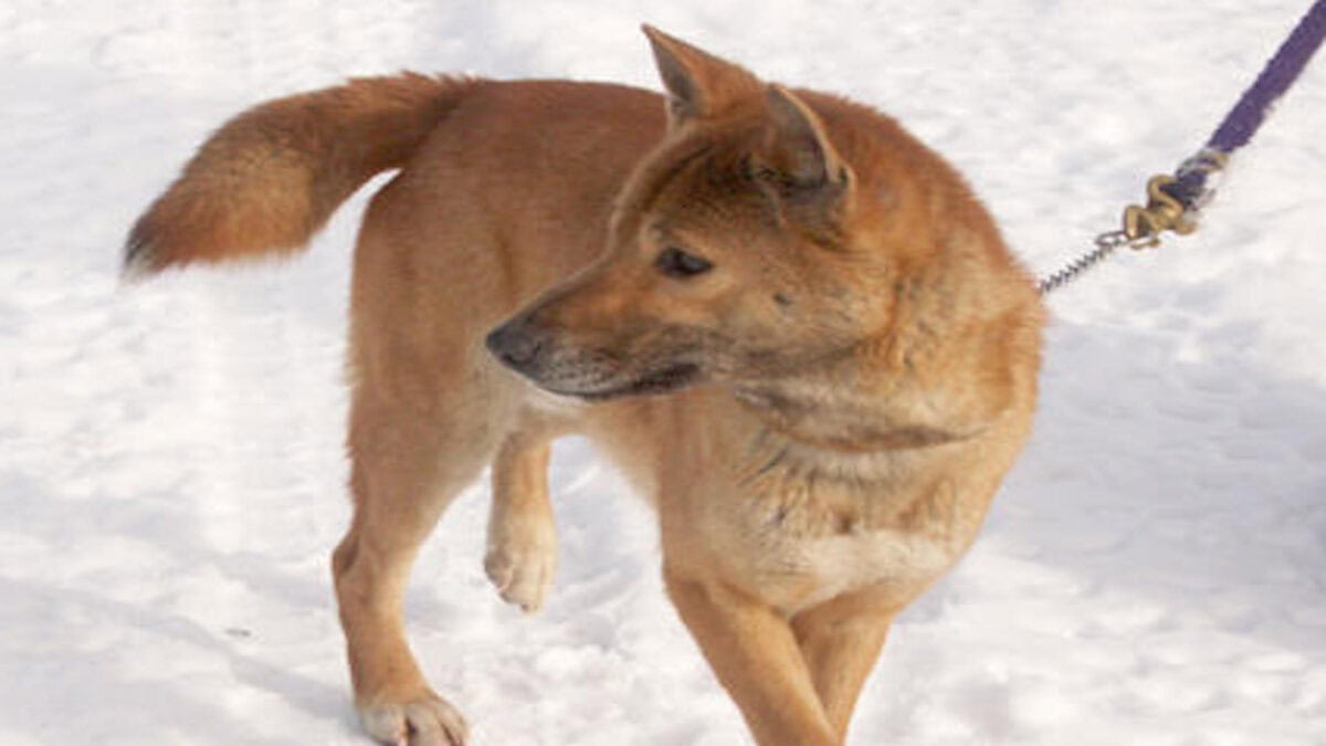 Chien chantant de Nouvelle-Guinée dans la neige.