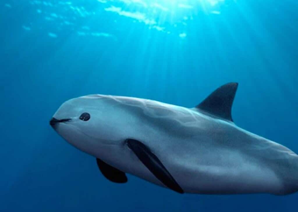 Vaquita, mammifère en voie de disparition