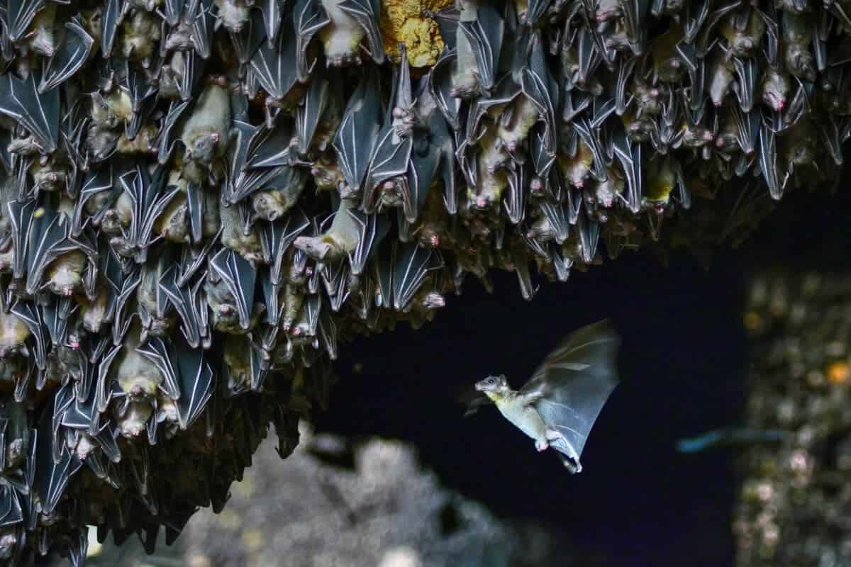 chauve-souris frugivore