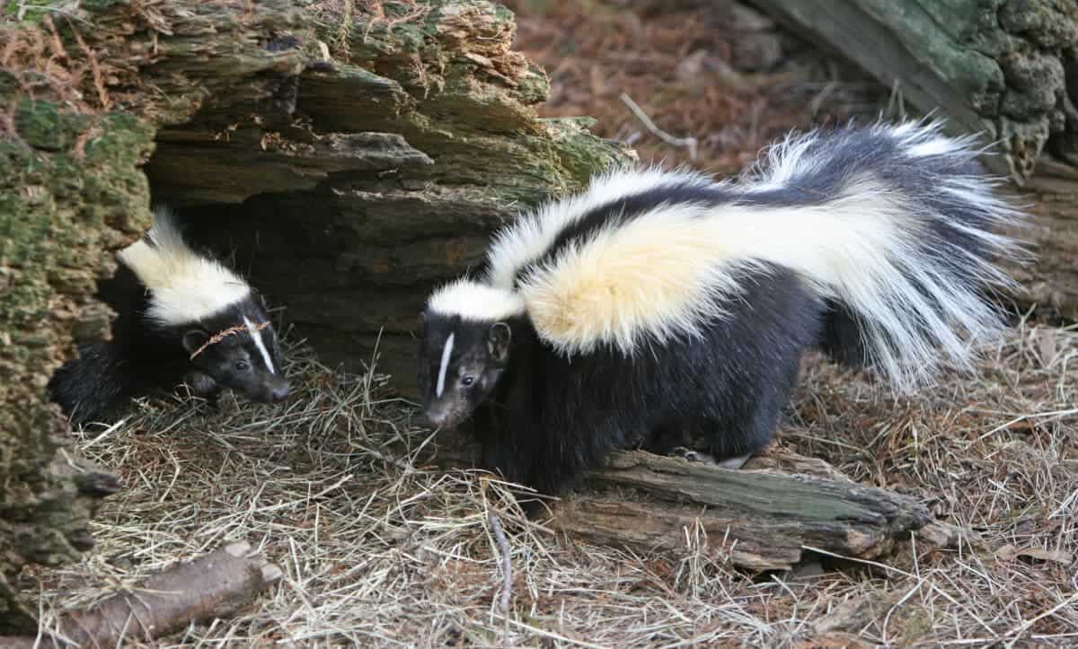 mouffette