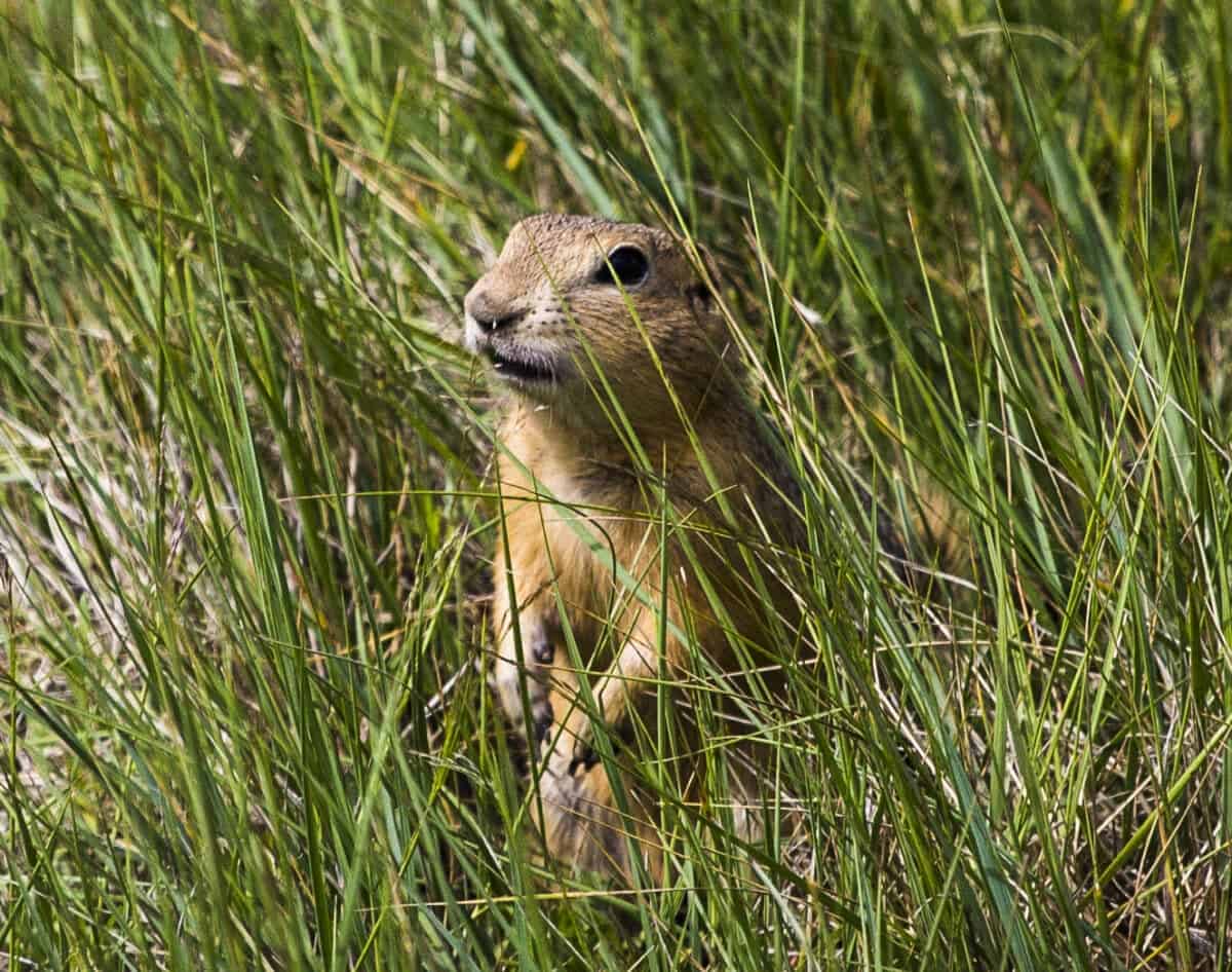 chien de prairie