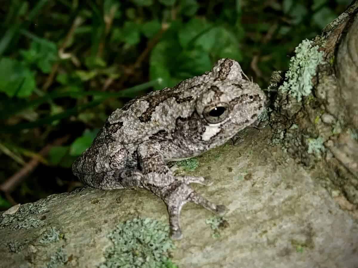 Crapaud