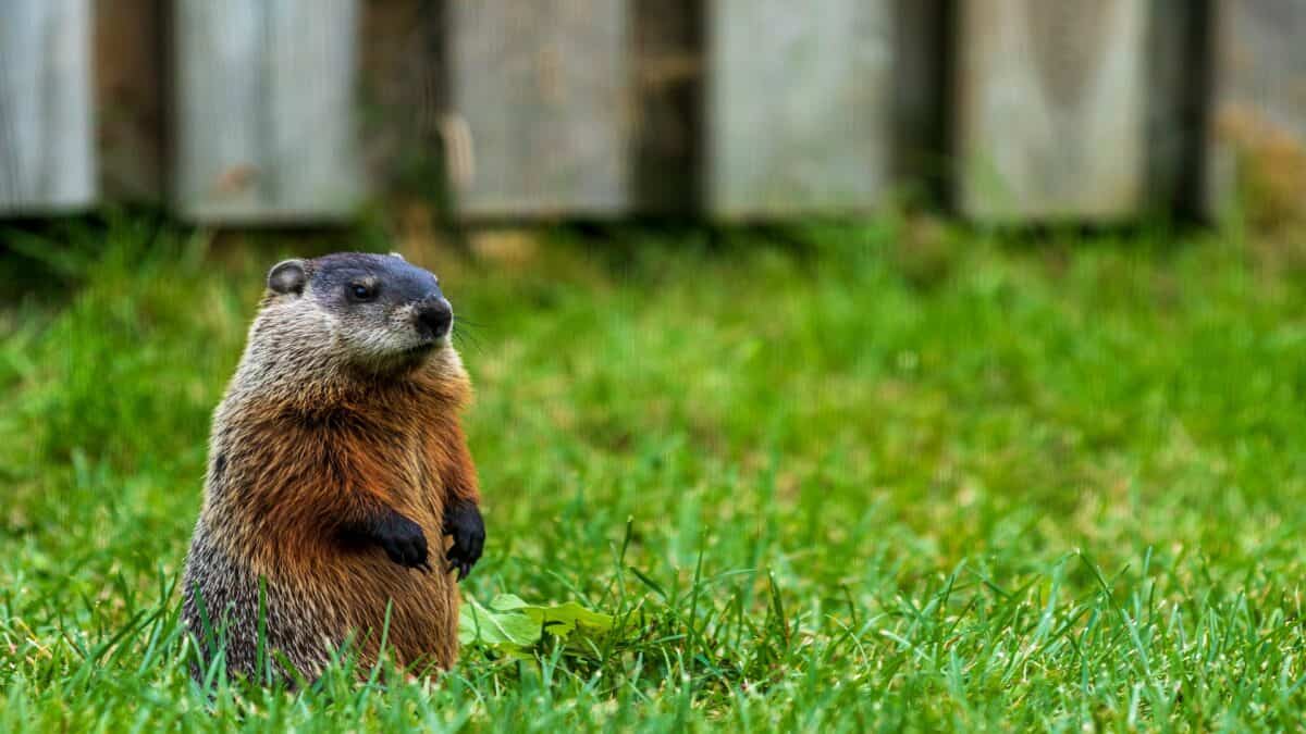 Une marmotte est assise dans l’herbe d’une cour arrière.