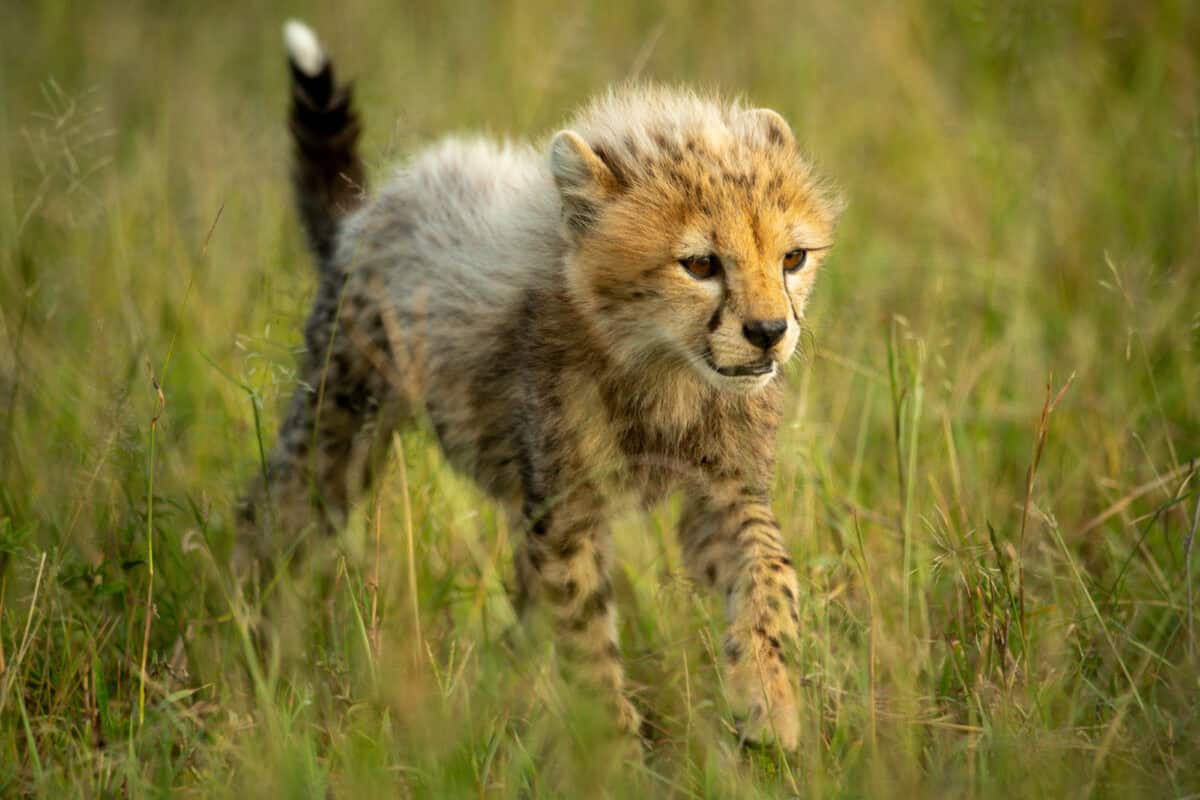 Un petit guépard marche dans l'herbe de la savane