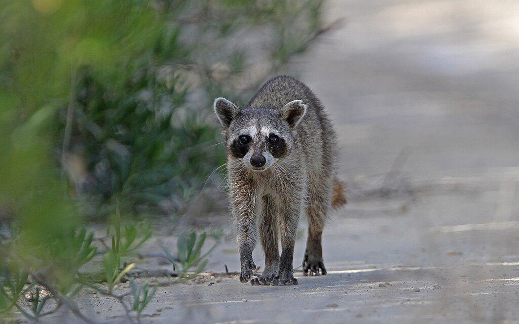 Raton laveur pygmée