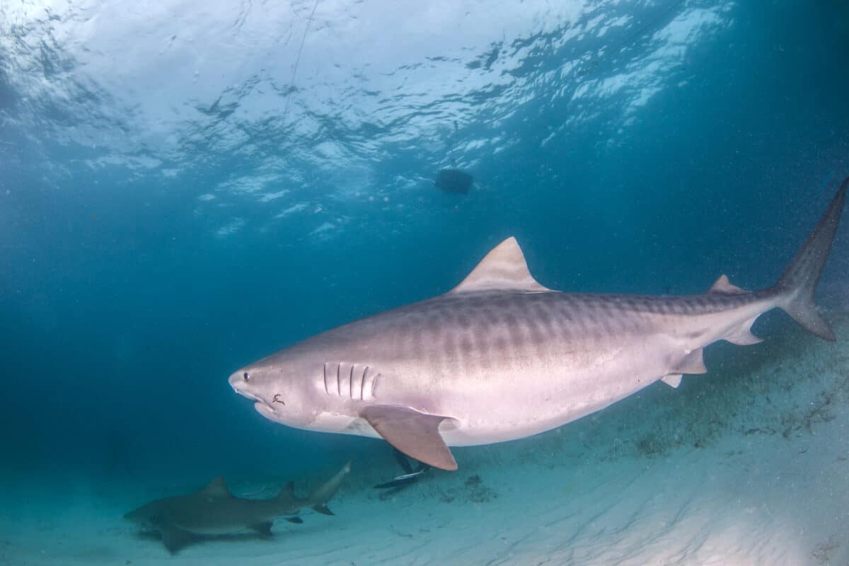 requin tigre