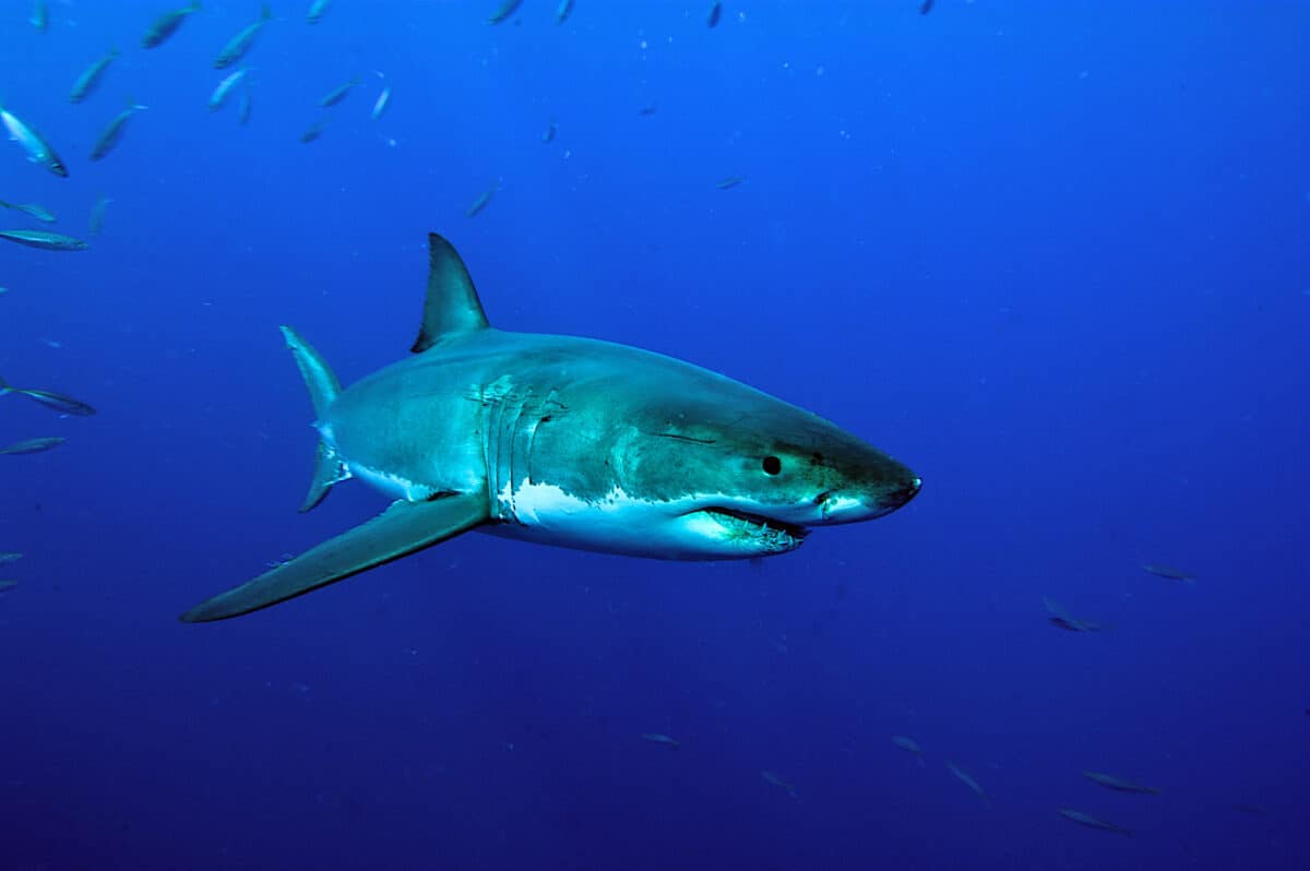 Grand requin blanc