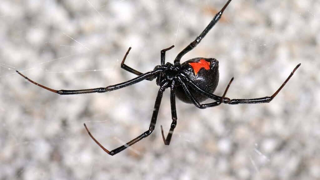 Araignée veuve noire suspendue à une toile