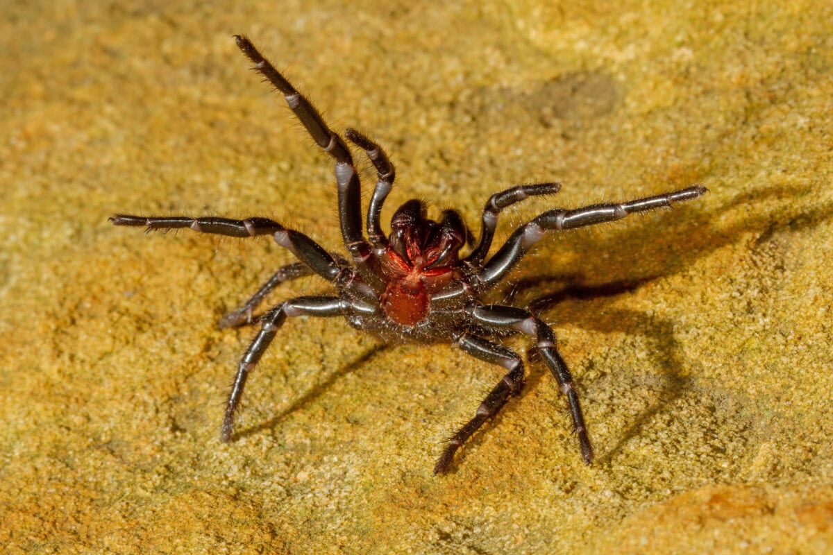 Araignée en forme d'entonnoir